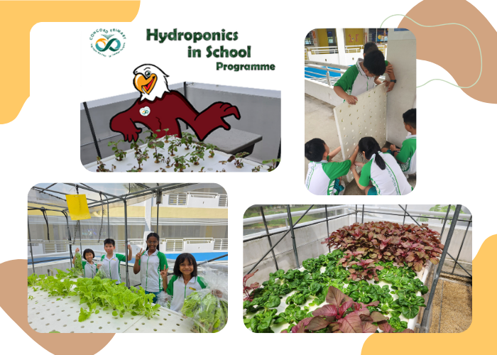 Hydroponics in School Programme
